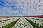 USA, Washington State. Skagit Valley, tulips grown in field Art Print